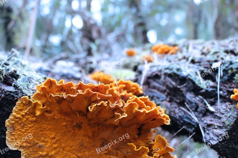 Fungus Log Forest Yellow Moss