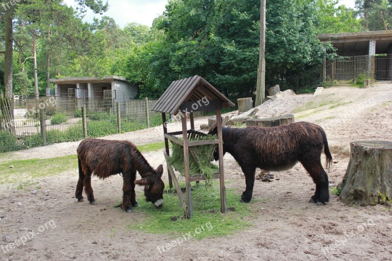 Zoo Donkeys Animals Free Photos