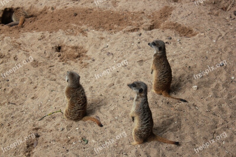 Zoo The Meerkats Animals Free Photos