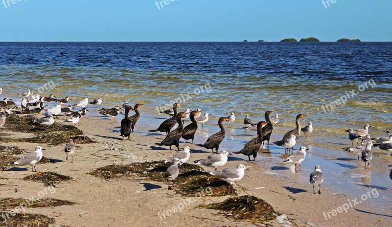 Seabirds Beach Seagulls Sea Free Photos