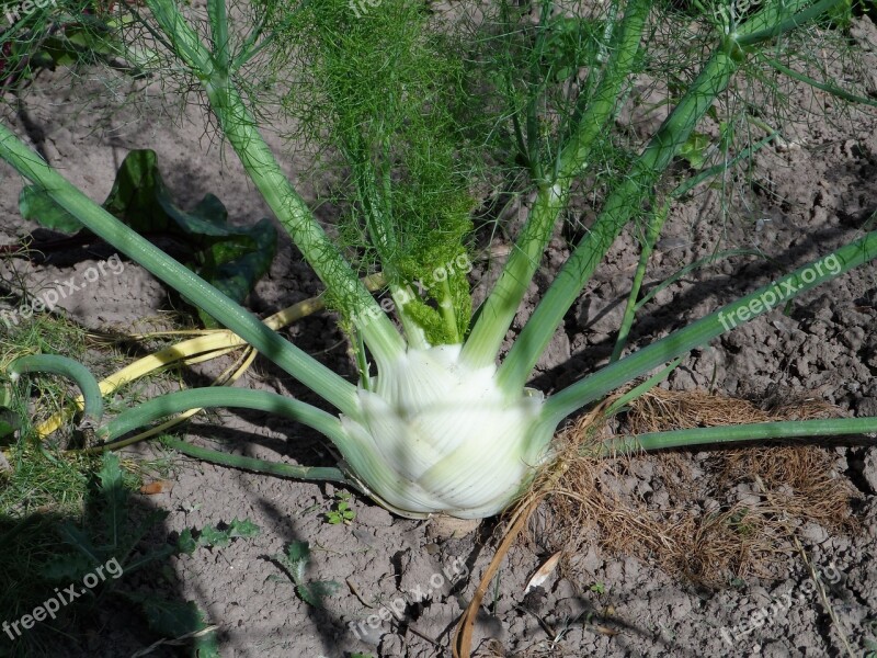 Fennel Tuber Grow Sprout Infructescence