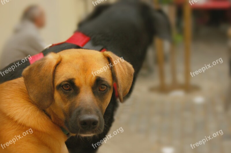 Animals Dog Sad Brown Best Friend