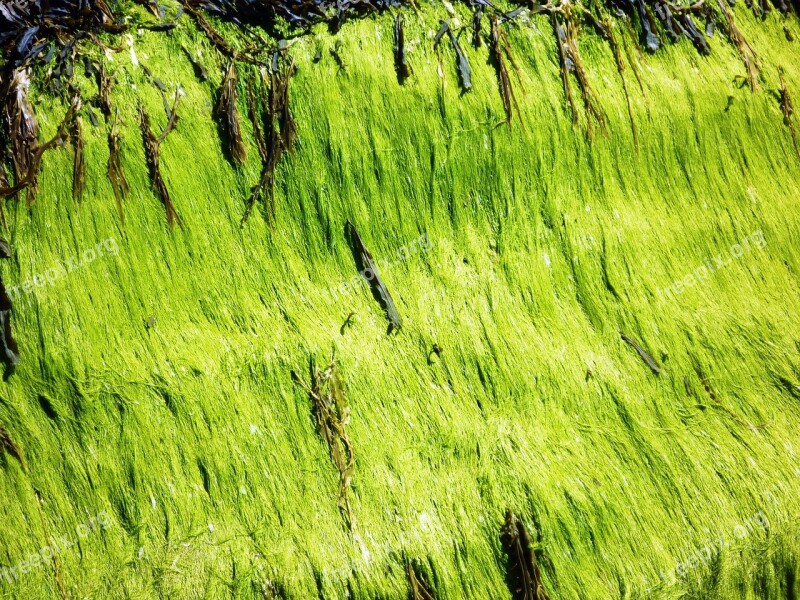 Seaweed Beach Sea Shore Coast