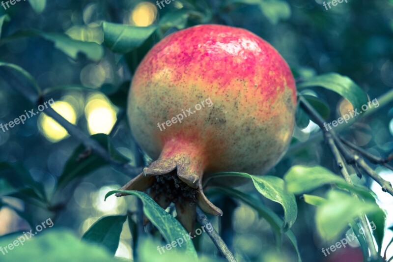 Pomegranate Fruit Tree Nature Healthy