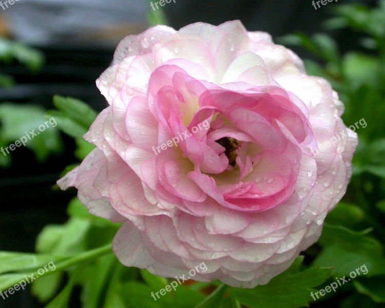 Flower Pink Dew Soft Romantic Rosey