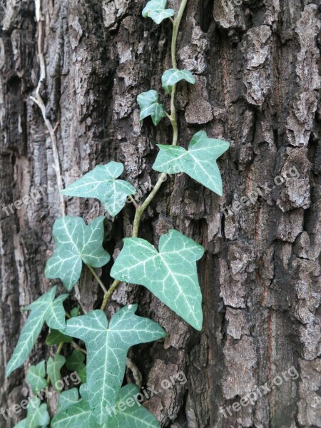 Tree Nature Ivy Log Green Tree