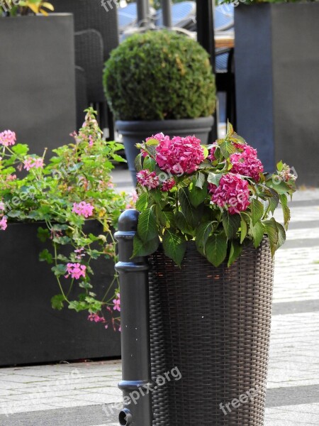 Flowers Bucket Vessel Decoration Deco