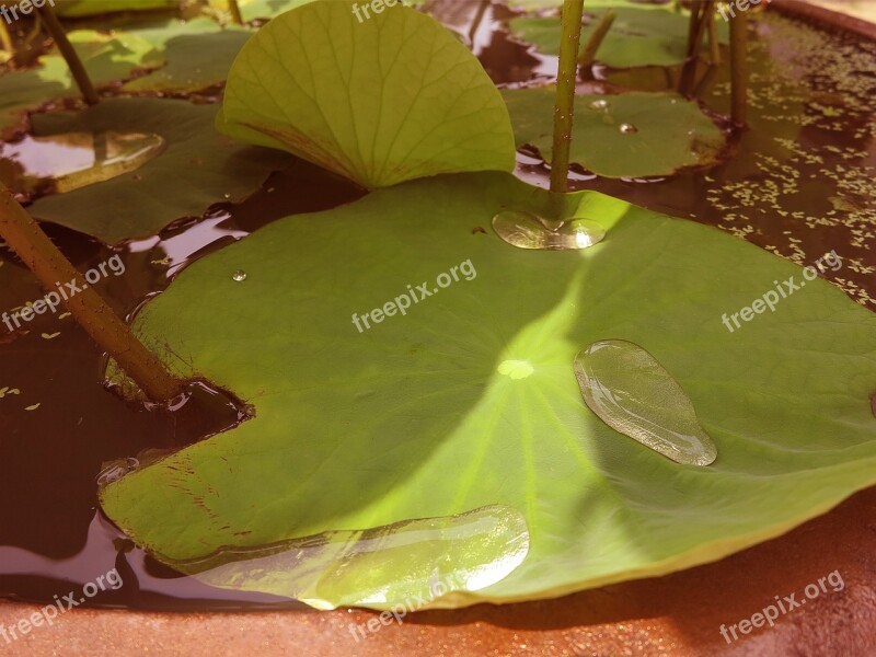 Lotus Leaf Trickle Plants Leaf Nature