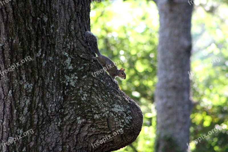 Squirrel Nature Oak Wildlife Fluffy