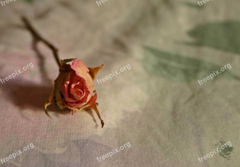 Rose Dried Dry Rose Trockenblume Blossom