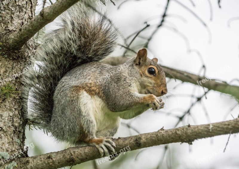 Squirrel Nut Eating Claws Animal