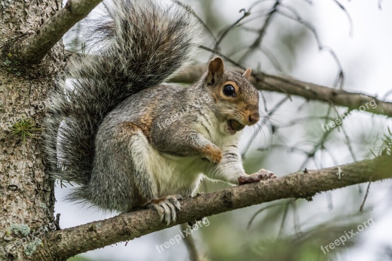 Squirrel Nut Eating Claws Animal