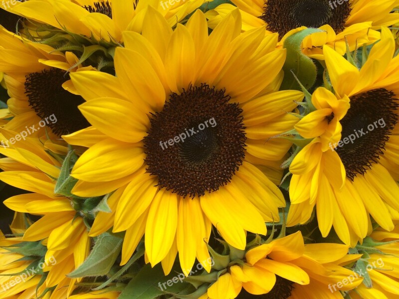 Sunflower Flower Yellow Nature Summer