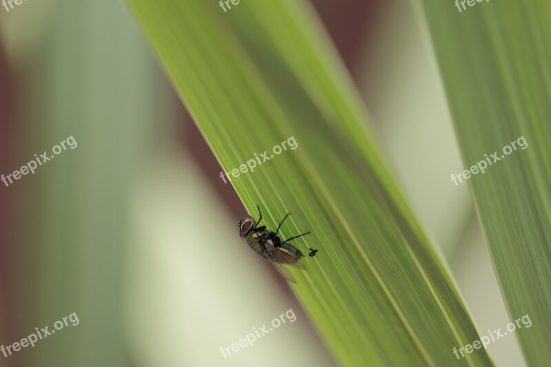 Macro Fly Grass Outside Green