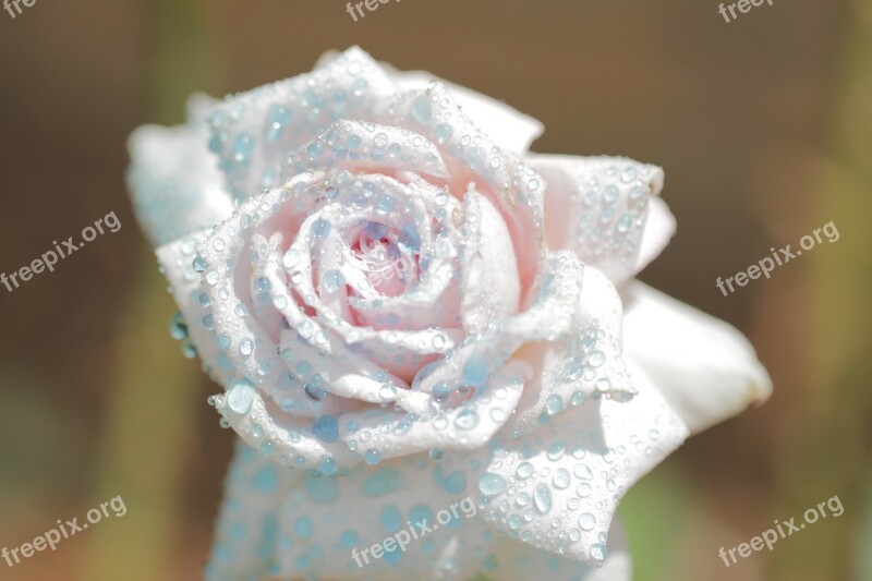 Macro Up Close Rose Flower Water