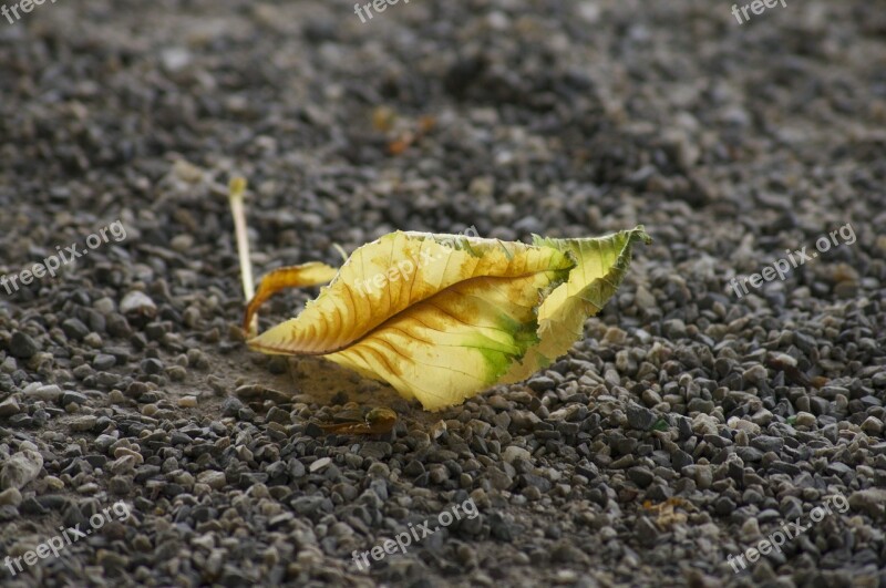 Autumn Leaf Leaves In The Autumn Leaves Golden Autumn