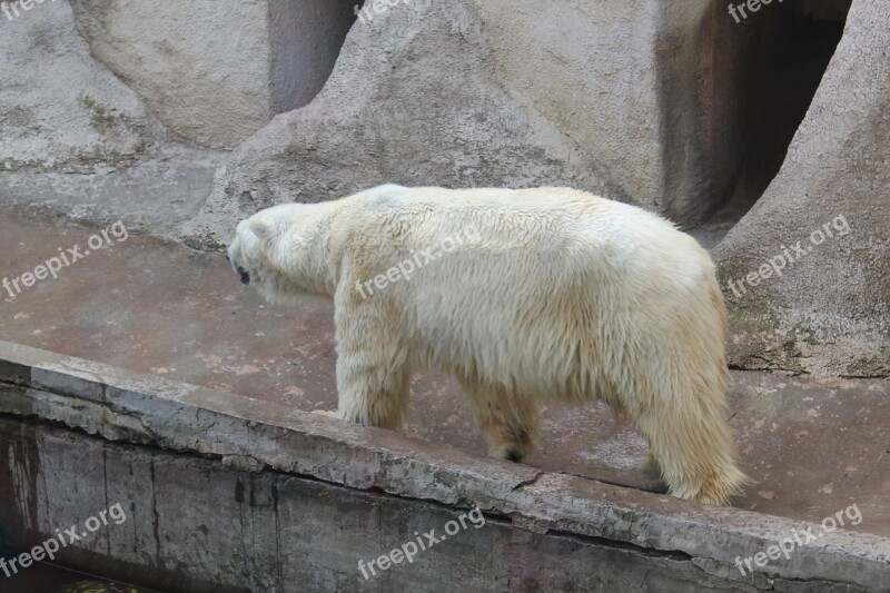 Animals Bear Zoo Bears Free Photos