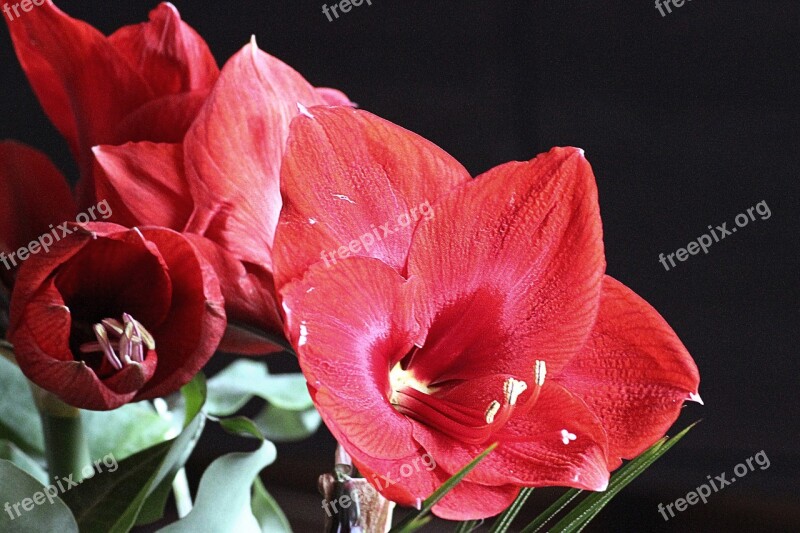 Amaryllis Blossom Bloom Red Flower