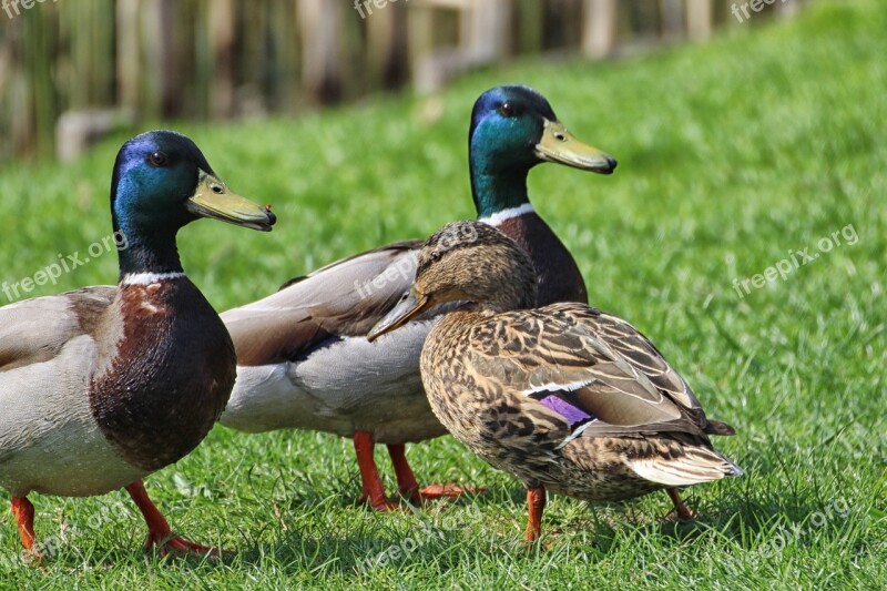 Ducks Mallards Drake Waterfowl Meadow