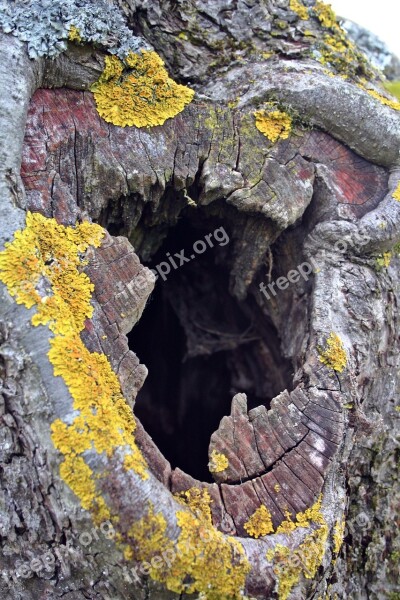 Tree Cave Tree Tribe Bark Cave