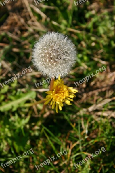 Dandelion Plant Autumn Yellow Faded