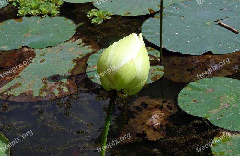 Bud Flower Lotus White Plant