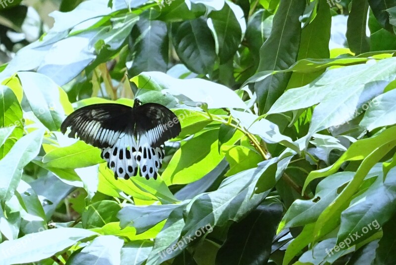 Butterfly Insect Blue Mormon Papilio Polymnestor Large