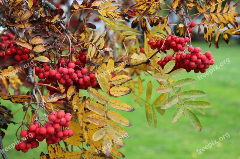 Rowan Autumn Nature Plant September