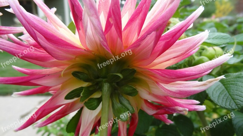 Dahlia Pink And Yellow Flower Free Photos