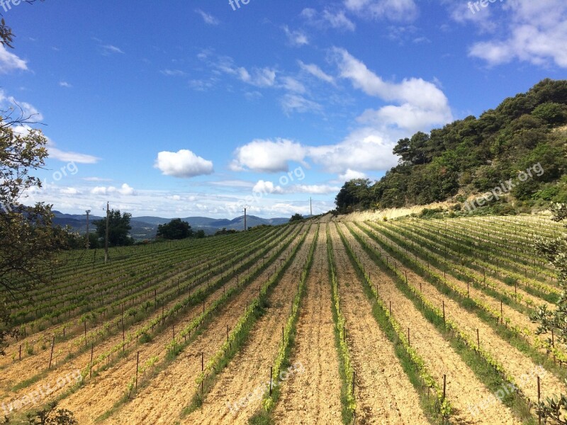 Field Wine France Winegrowing Landscape