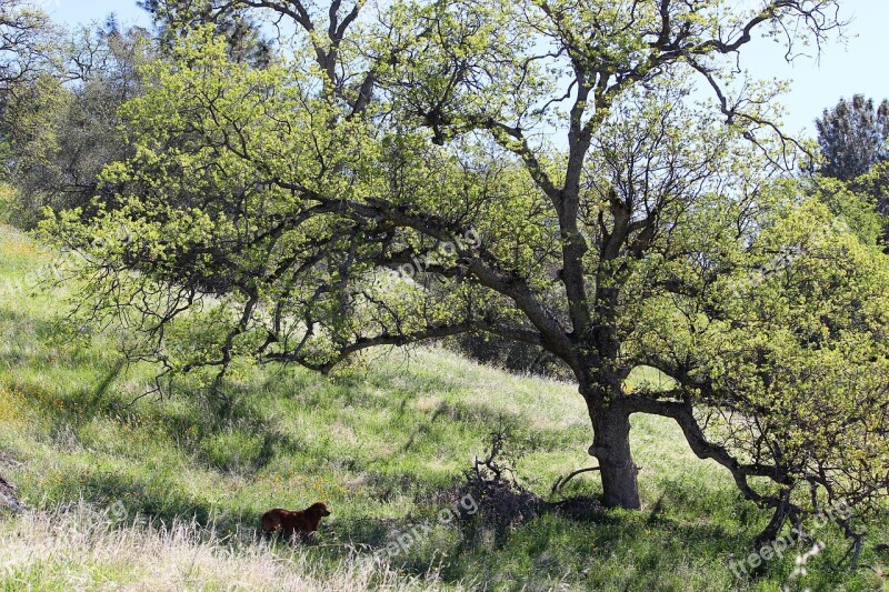 Oak Tree Meadow Oak Tree Nature