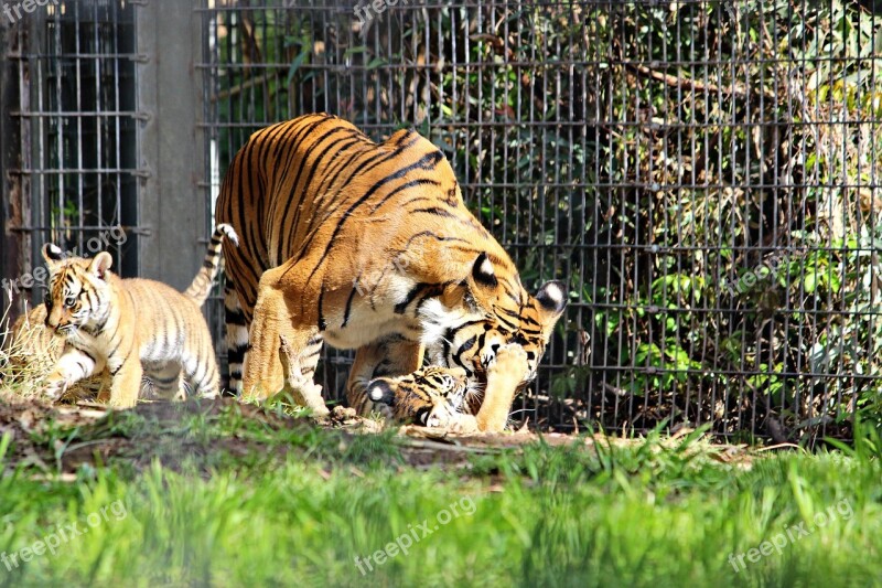 Tiger Zoo Cubs Nature Animal