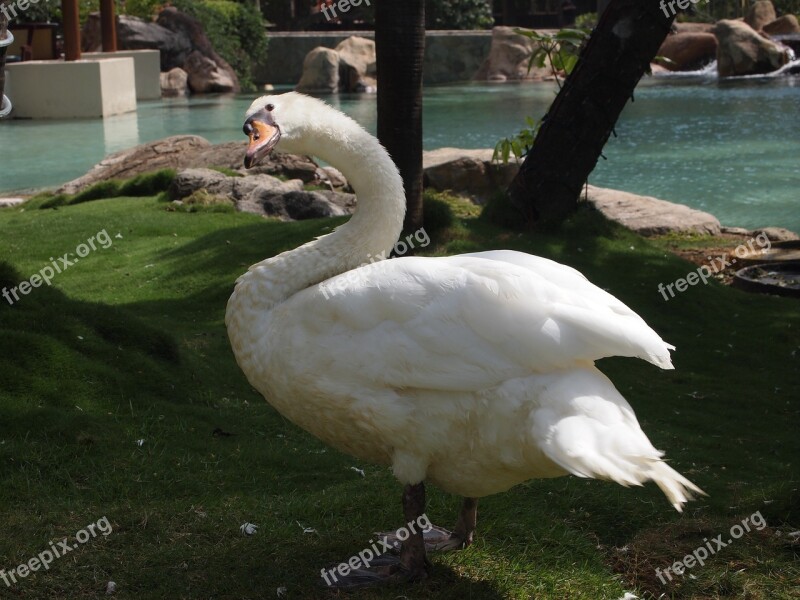 Goose White Feathers Bird Animal Duck