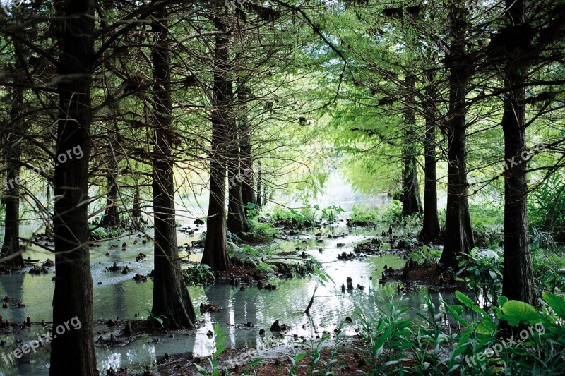 Forest Stream Woods Green Plants Free Photos