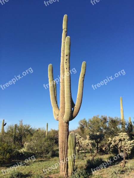 Cactus Arizona Saguaro Free Photos