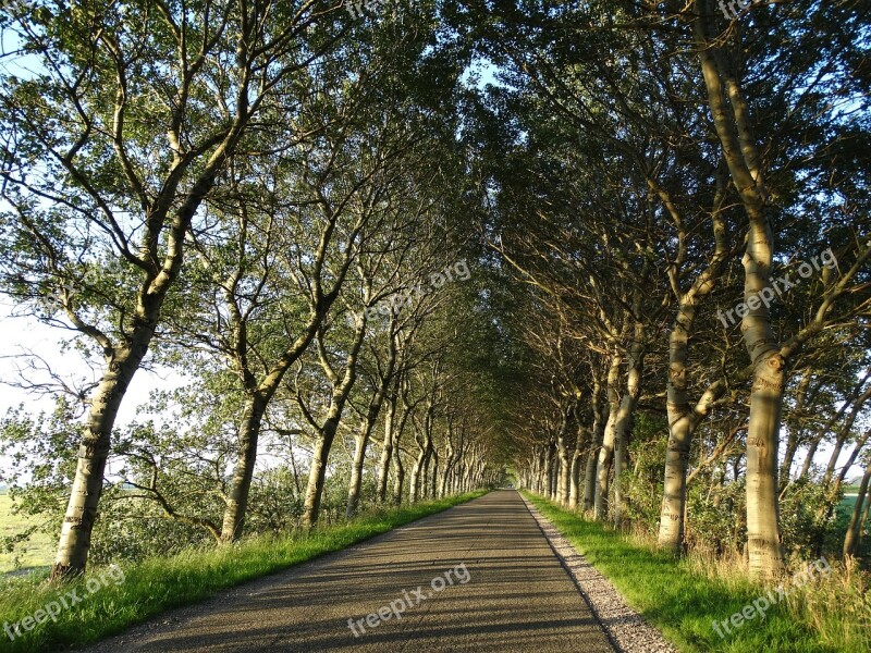 Trees Floated Birch Light Game Row