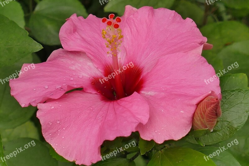 Hibiscus Flower Pink Plant Blossom