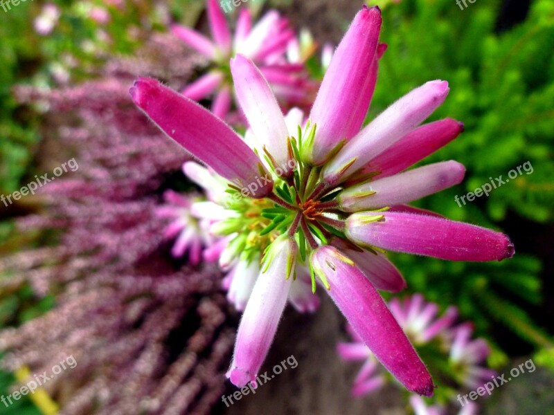 Irish Erika Heather Blossoms Irish Heath Flowers Plant