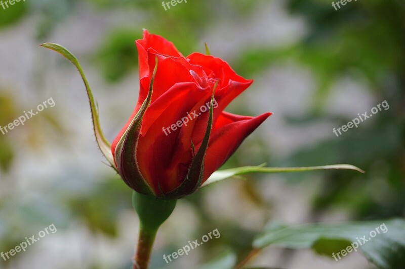 Flowers Nature Red Rose Rose Flower Plants