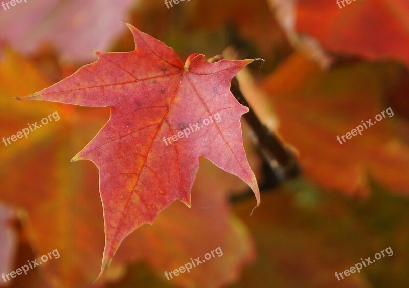 Nature Autumn Leaf Autumn Weather Clone Plant