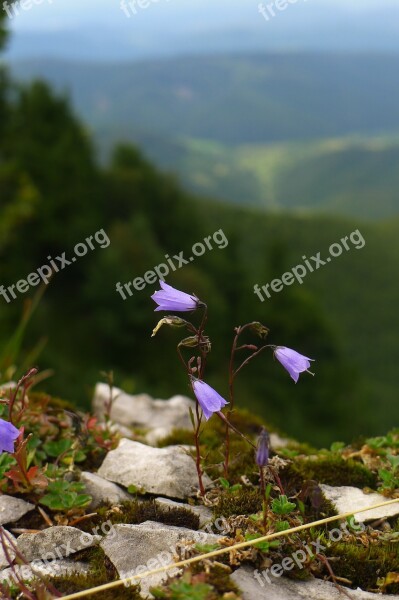 Campanula Bellflower Wildflower Nature Flora