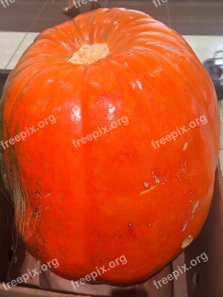 Very Big Pumpkin Halloween Orange Huge