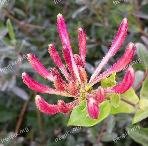 Nature Flower Honeysuckle Plant Pink