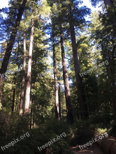 Redwood Forest Giant Trees California Old