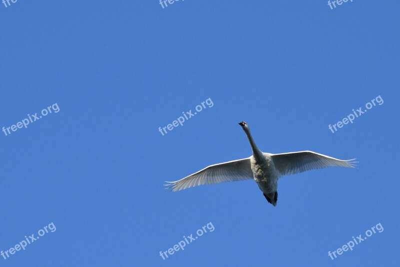 Swan Air Biesbosch Bird Free Photos