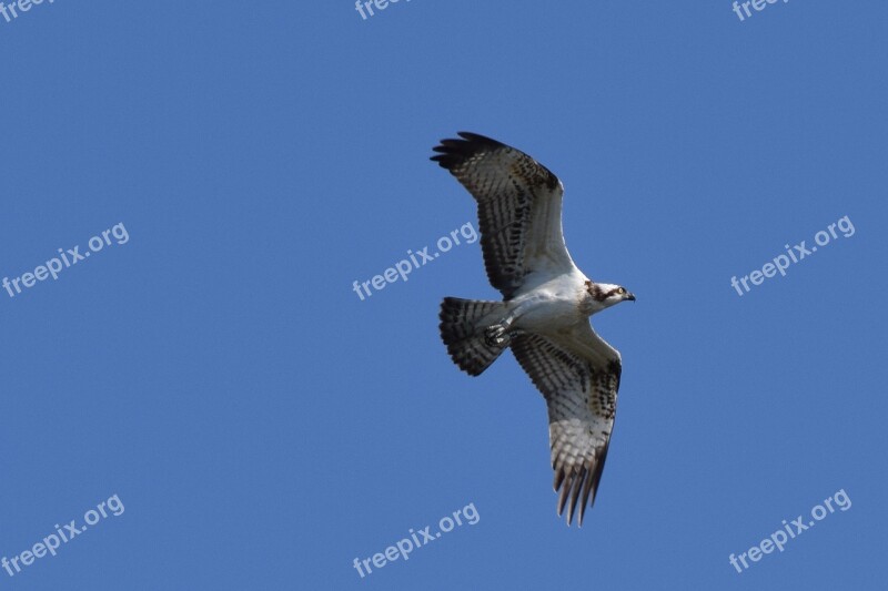 Osprey Bird Biesbosch Free Photos