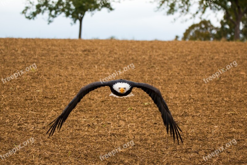 Bald Eagle Flying In Flight Approach Haliaeetus Leucocephalus