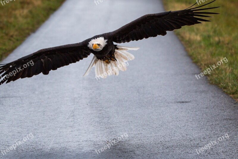 Bald Eagle Flying In Flight Approach Haliaeetus Leucocephalus