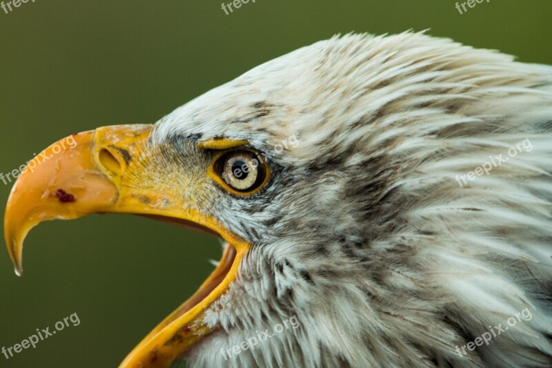 Bald Eagle Haliaeetus Leucocephalus Adler Raptor Bird Of Prey