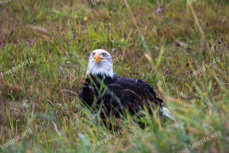 Bald Eagle Haliaeetus Leucocephalus Adler Raptor Bird Of Prey